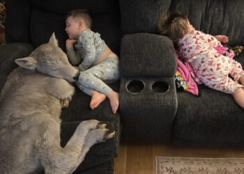 ‘Frozen’ newborn calf snuggles with kids on Kentucky family couch to escape bone-chilling weather: photos