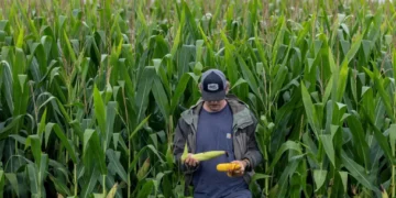 Trump’s farm-state voters face economic pain — turning into a midterm nightmare for GOP