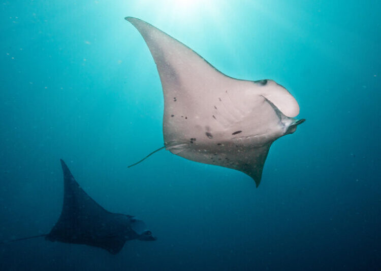 World’s First Treaty to Protect the High Seas Becomes Law