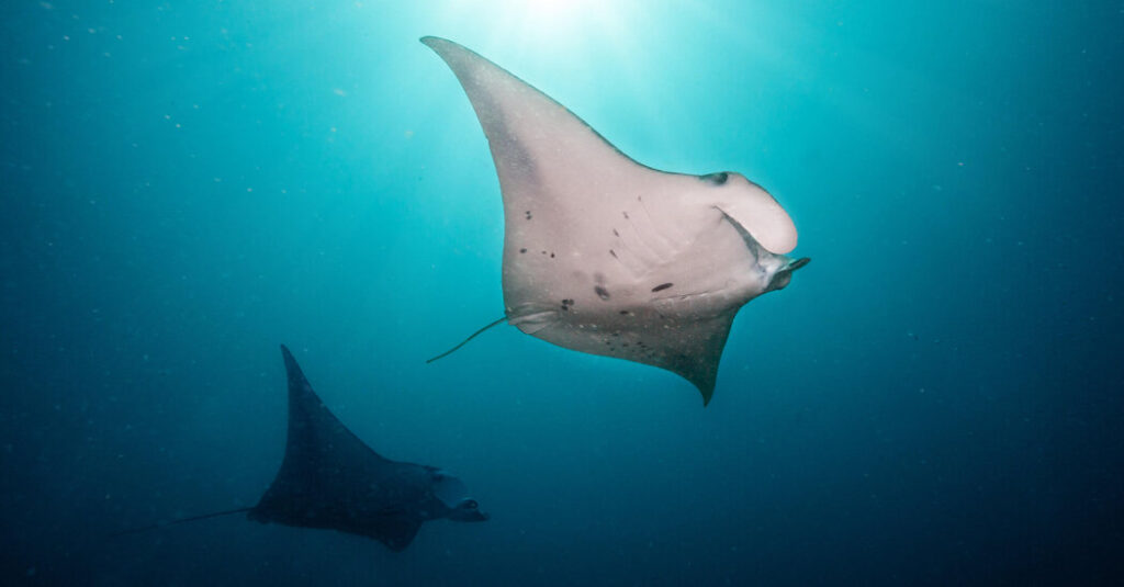 World’s First Treaty to Protect the High Seas Becomes Law