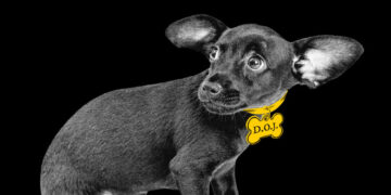 For Trump, Justice Means Vengeance