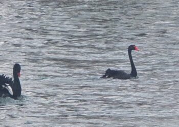 Swan Seeks Mate: Must Like Cold Lake and Small Flock