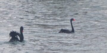 Swan Seeks Mate: Must Like Cold Lake and Small Flock