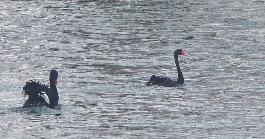 Swan Seeks Mate: Must Like Cold Lake and Small Flock