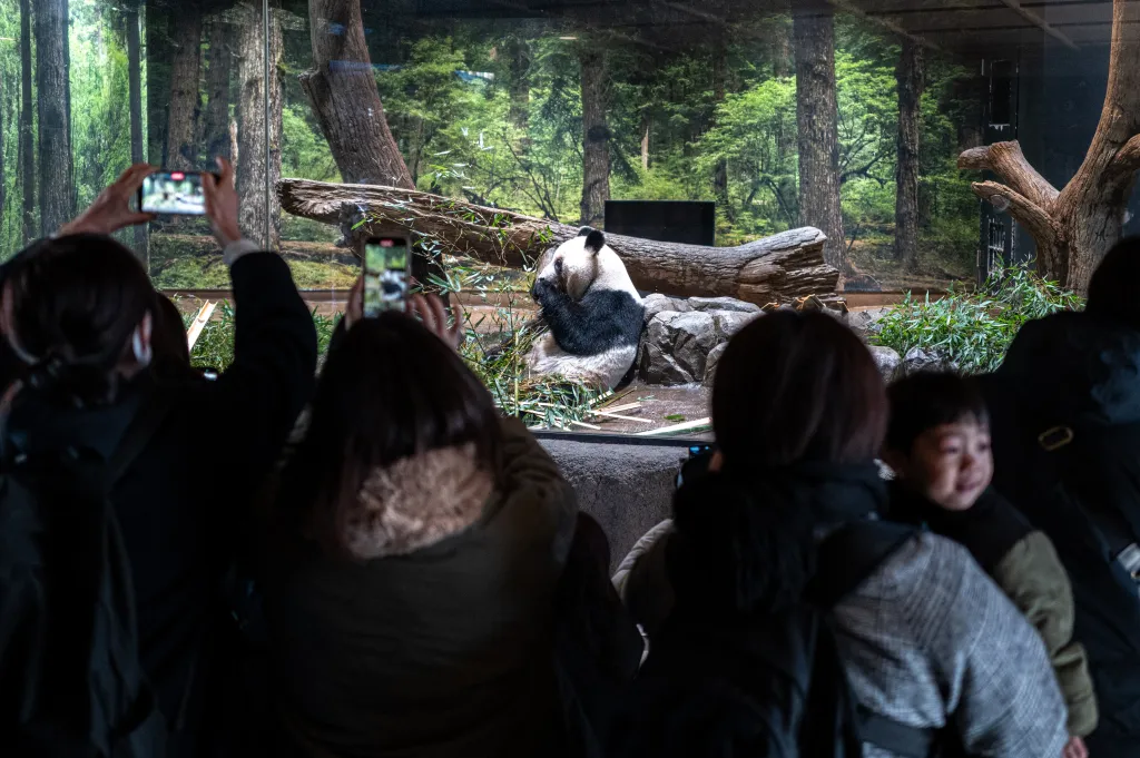 People watch Lei Lei, the giant panda eat on the last day of public viewing at the zoo.