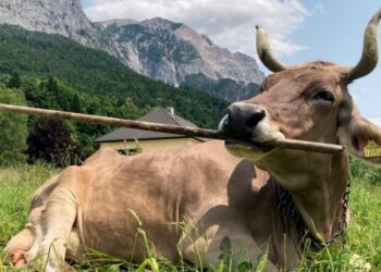 Do Cows Use Tools? This One Does.