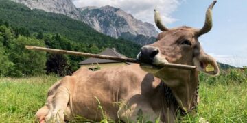 Do Cows Use Tools? This One Does.