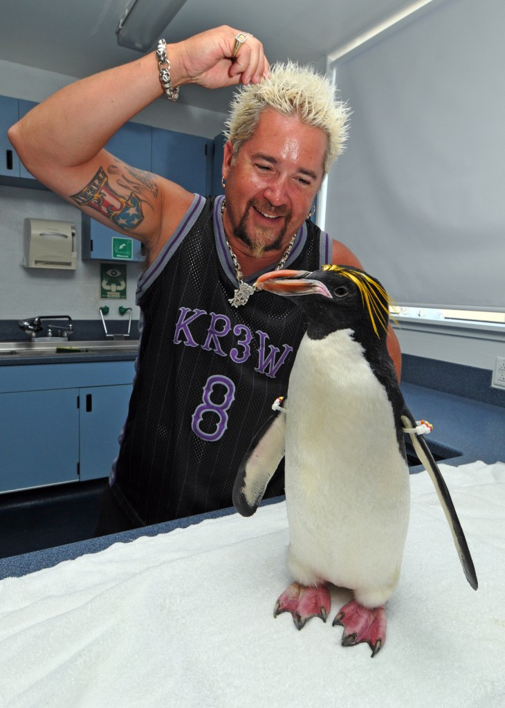 Guy Fieri interacting with a macaroni penguin in an enclosure.