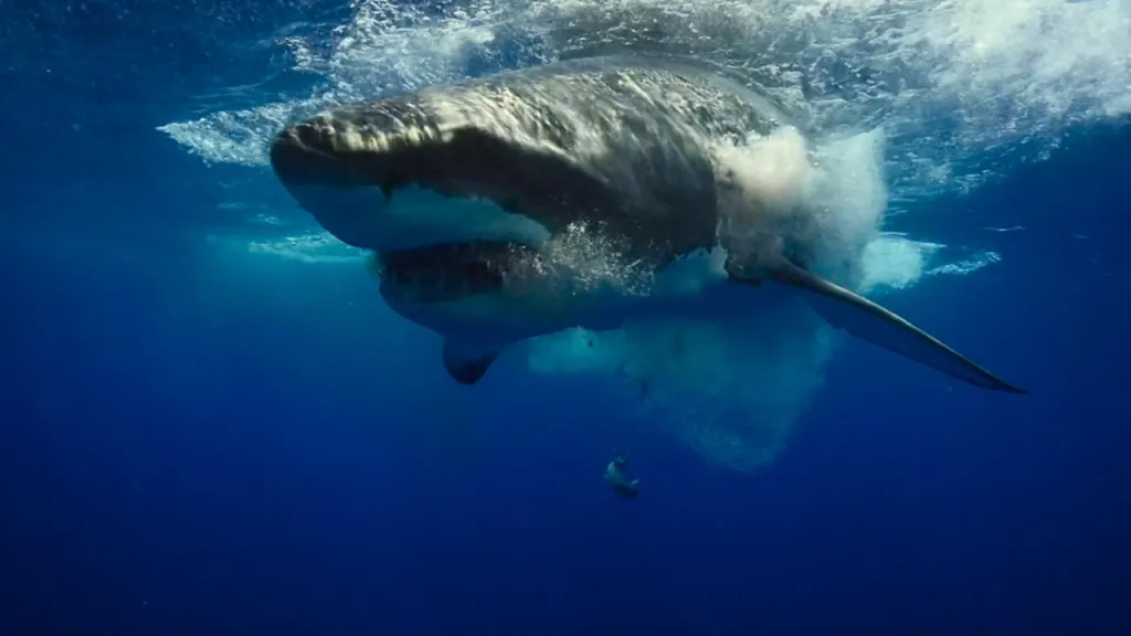 Australia averages roughly 20 shark attacks a year, with fewer than three proving fatal, according to Reuters.