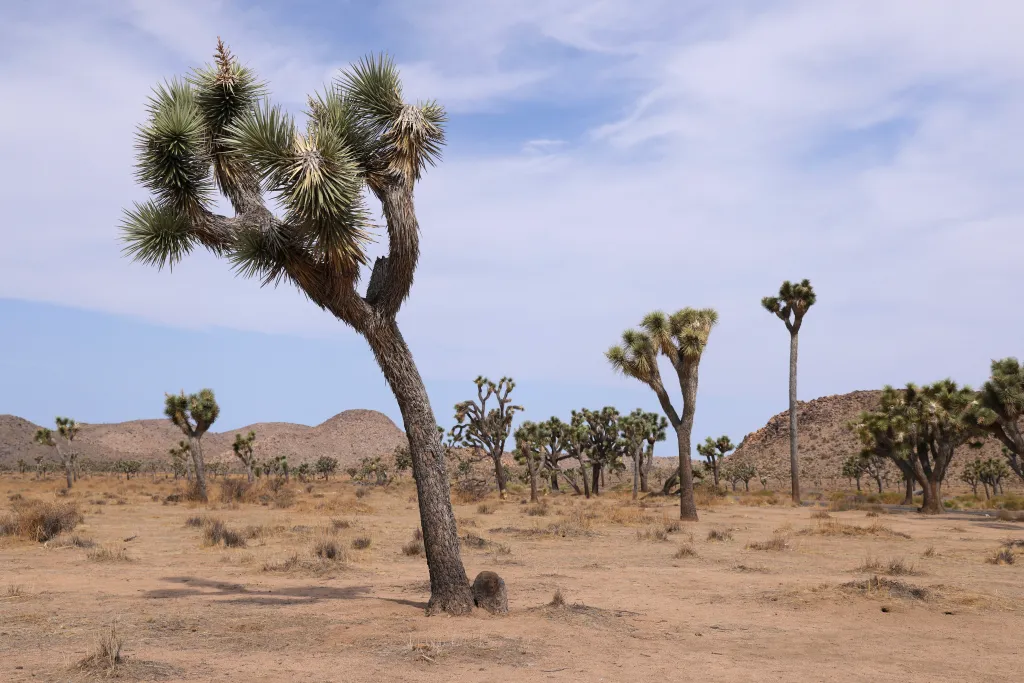 Joshua trees in the desert of Joshua Tree National Park.