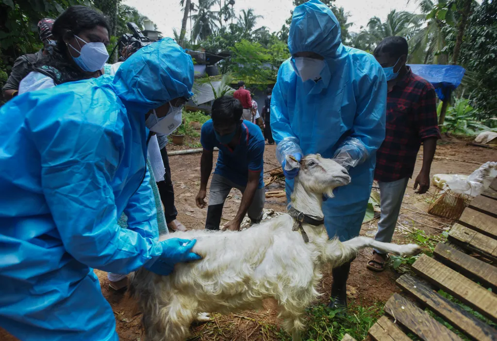 Health workers in blue protective suits collect blood samples from a goat.
