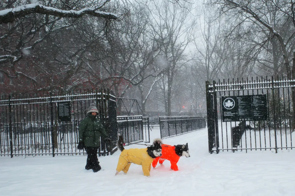 A New Yorker walking her huskies near the Parade Grounds in Flatbush, Brooklyn.