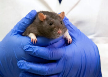 E.P.A. Promises a Ban on Animal Testing by 2035