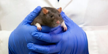 E.P.A. Promises a Ban on Animal Testing by 2035