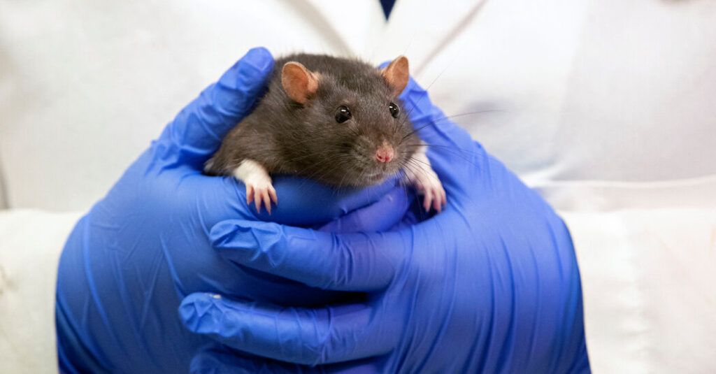 E.P.A. Promises a Ban on Animal Testing by 2035
