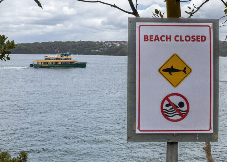 Australian Boy, 12, Dies After Shark Attack Near Sydney