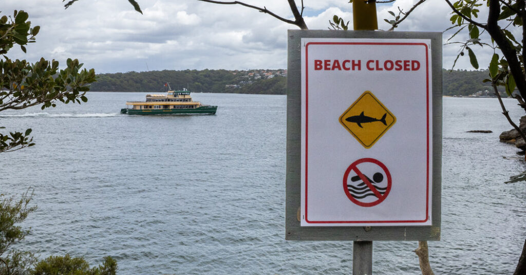 Australian Boy, 12, Dies After Shark Attack Near Sydney