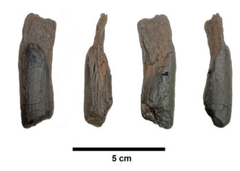 430,000-Year-Old Wooden Tools Are the Oldest Ever Found