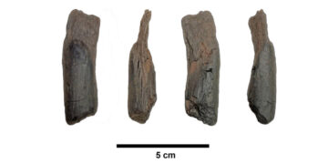 430,000-Year-Old Wooden Tools Are the Oldest Ever Found