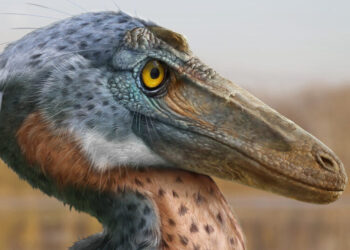 You Wouldn’t Want to Butt Heads With This Small Dinosaur