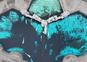 Canadian Beluga Whales Could Find New Homes in United States