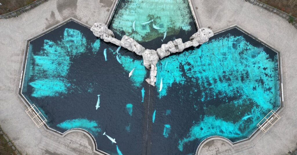 Canadian Beluga Whales Could Find New Homes in United States