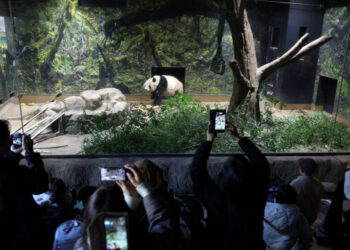 Japanese Panda Fans Bid Farewell to Furry Ambassadors