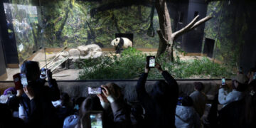 Japanese Panda Fans Bid Farewell to Furry Ambassadors