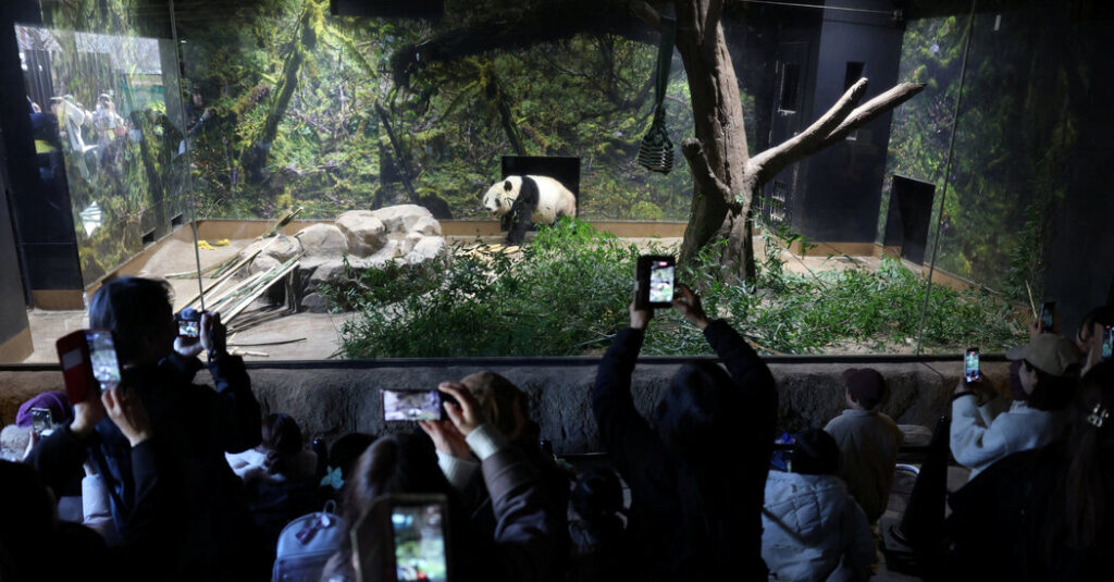 Japanese Panda Fans Bid Farewell to Furry Ambassadors