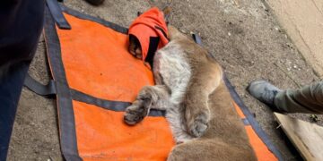 Tails of the City: San Francisco’s Latest Animal Sensation is a Mountain Lion