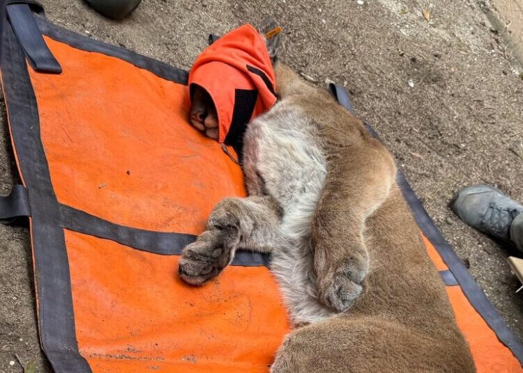 Tails of the City: San Francisco’s Latest Animal Sensation is a Mountain Lion