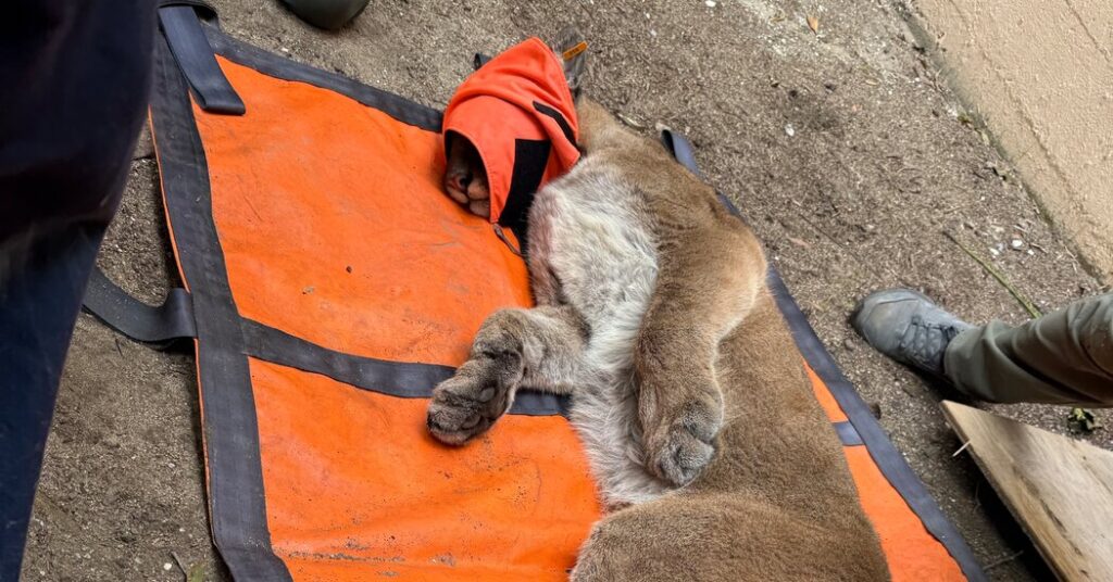 Tails of the City: San Francisco’s Latest Animal Sensation is a Mountain Lion