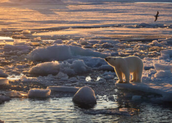 Some Polar Bears Are Getting Fatter Even as Sea Ice Shrinks (for Now)