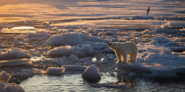 Some Polar Bears Are Getting Fatter Even as Sea Ice Shrinks (for Now)