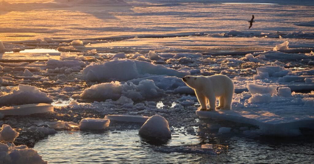 Some Polar Bears Are Getting Fatter Even as Sea Ice Shrinks (for Now)