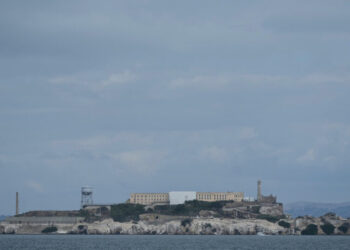 Escape to Alcatraz: Coyote Swims a Mile in Search of New Turf