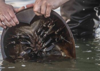 New York to Phase In Protections for Horseshoe Crabs
