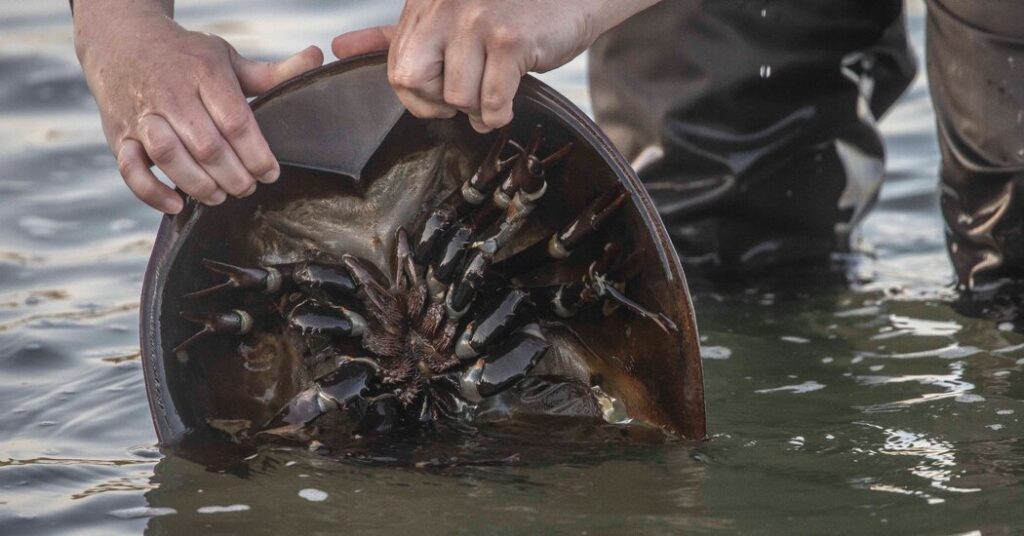 New York to Phase In Protections for Horseshoe Crabs