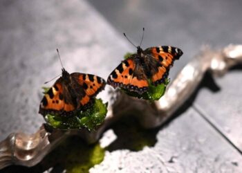 Can Food Be Art? Denmark Is Finding Out.