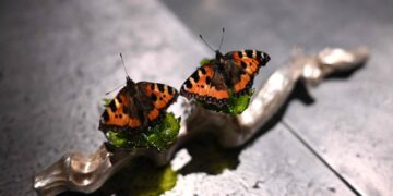 Can Food Be Art? Denmark Is Finding Out.