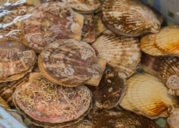 How Japanese Scallops Became a Pawn in Diplomatic Tensions With China