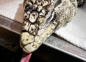Large Lizard Is Rescued After It’s Found Buried in Rhode Island Snow