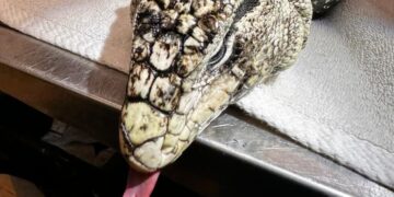 Large Lizard Is Rescued After It’s Found Buried in Rhode Island Snow