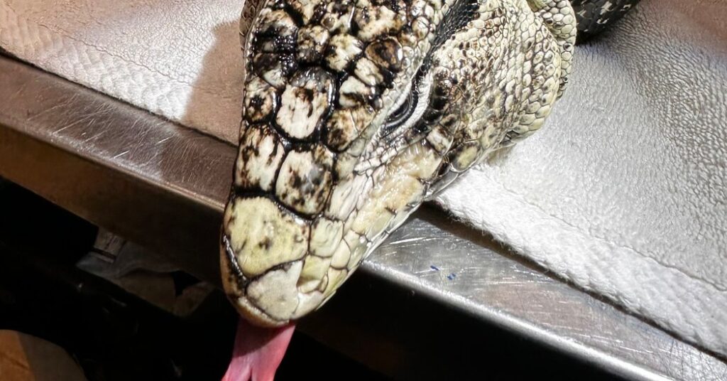 Large Lizard Is Rescued After It’s Found Buried in Rhode Island Snow