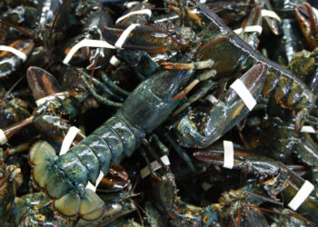 Oyster, crab, lobster thieves strike back-to-back in New England