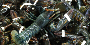 Oyster, crab, lobster thieves strike back-to-back in New England