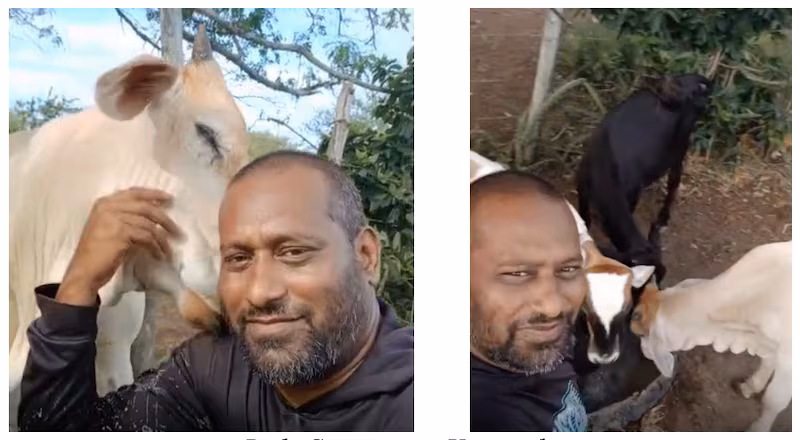 Selfies of Rishi Samaroo petting a cow and posing with goats.