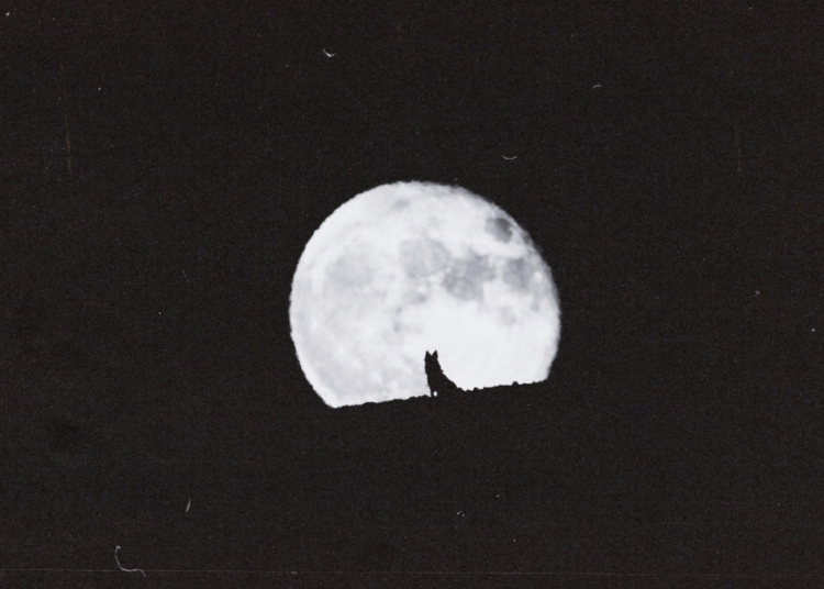 4 Zodiac Signs Affected Most by the Coming Wolf Moon in Cancer