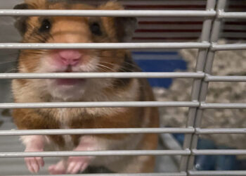 Congressional Republicans might finally jump off the hamster wheel
