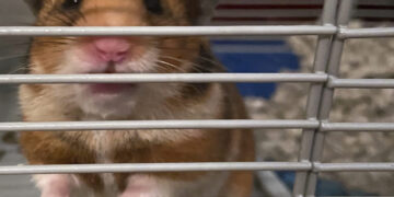 Congressional Republicans might finally jump off the hamster wheel